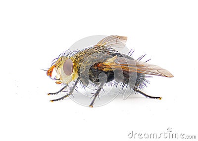archytas apicifer - a medium to large sized tachinid fly native to north america. Large hair, bristle funny and big red eyes side Stock Photo