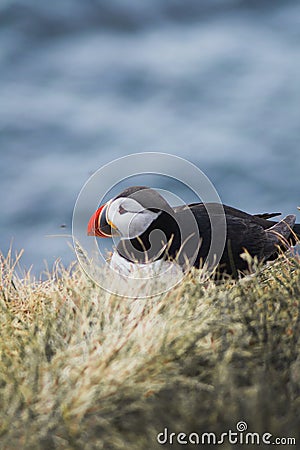 Arctic/Atlantic Puffin on Latrabjarg Cliff, Iceland Stock Photo