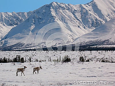 Arctic Caribou in the Alaska Range (Broad Pass) Stock Photo