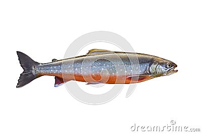 Arctic char fish isolated on white background Stock Photo