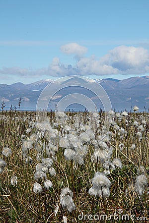 Arctic cotton or arctic cottongrass blowing in the wind, Pond Inlet Nunavut Stock Photo