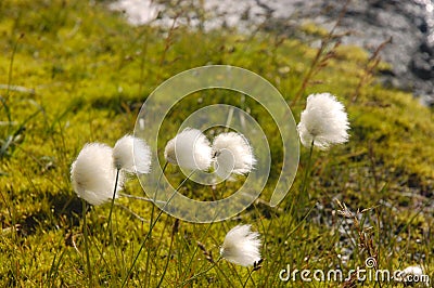 Arctic cotton-grass, Iceland. Stock Photo