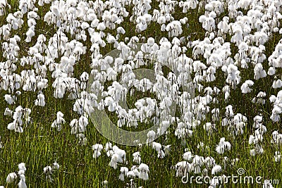 Arctic cotton-grass in Iceland. Stock Photo