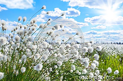 Arctic cotton Stock Photo