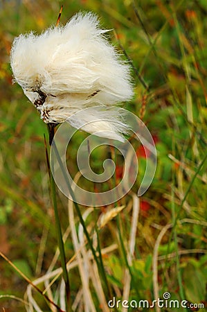 Arctic cotton tuft Stock Photo