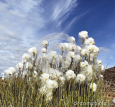 Arctic cotton on the tundra Stock Photo