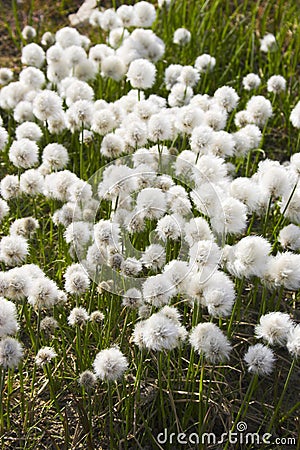 Arctic flowers Stock Photo