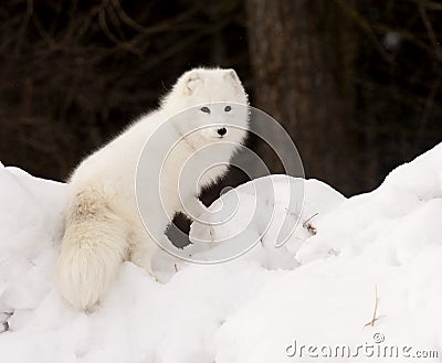 Arctic Fox Stock Photo