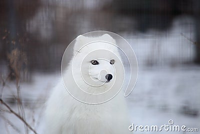 Arctic fox Stock Photo