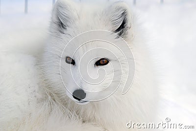 Arctic Fox Stock Photo