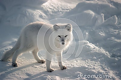 Arctic fox Stock Photo