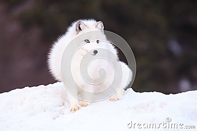 Arctic fox Stock Photo