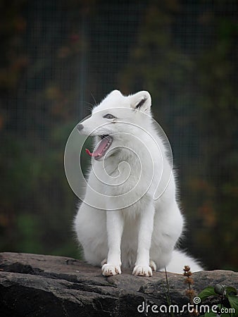 Arctic fox Stock Photo