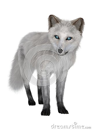 Arctic Fox Stock Photo