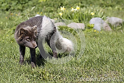Arctic fox at Hornstrandir Nature Reserve, Westfjords, Iceland. Molting male fox portrait at spring in the wild. Stock Photo