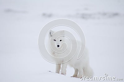 Arctic fox Stock Photo
