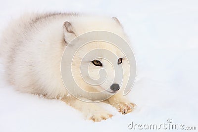 Arctic fox intense gaze Stock Photo