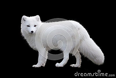 Arctic fox Stock Photo