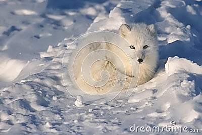 Arctic fox lying in Artcic snow Stock Photo