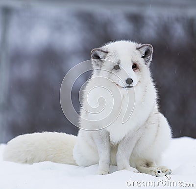 Arctic Fox Stock Photo