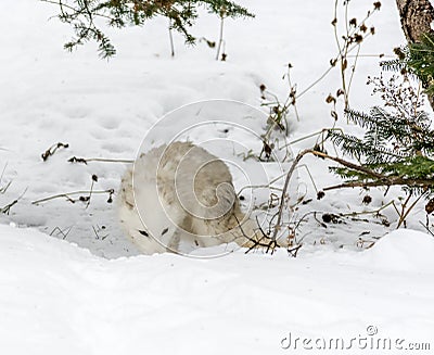 Arctic fox in seasonal moulting burrowing the soil looking for food Stock Photo