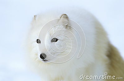 Arctic Fox in snow close-up Stock Photo