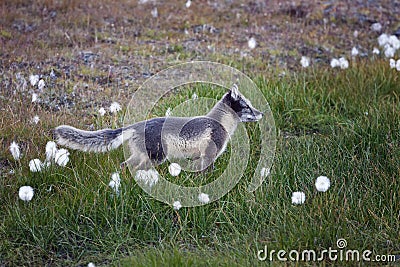 Arctic fox in Svalbard, summer Stock Photo