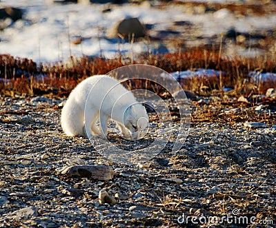 Arctic fox on tundra terrain looking for good Stock Photo