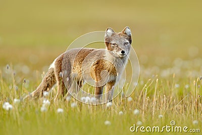 Arctic Fox, Vulpes lagopus, cute animal portrait in the nature habitat, grass meadow with flowers, Svalbard, Norway. Polar fox in Stock Photo