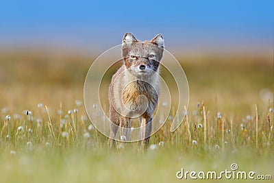 Arctic Fox, Vulpes lagopus, cute animal portrait in the nature habitat, grassy meadow with flowers, Svalbard, Norway. Beautiful Stock Photo