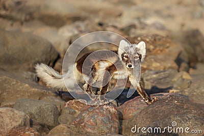 Arctic fox Vulpes lagopus also known as polar fox in summer Stock Photo