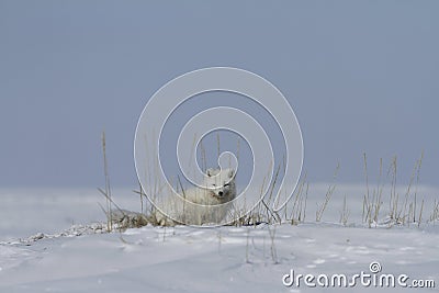 Arctic fox Vulpes Lagopus hiding behind grass, with snow on the ground, near Arviat Nunavut Stock Photo