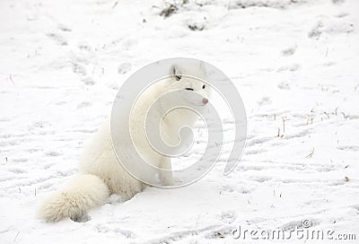 An Arctic fox Vulpes lagopus portrait isolated on white background with black nose closeup in a Canadian winter Stock Photo