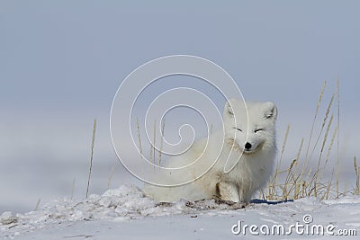 Arctic fox Vulpes Lagopus waking up from a nap with snow on the ground, near Arviat Nunavut Stock Photo