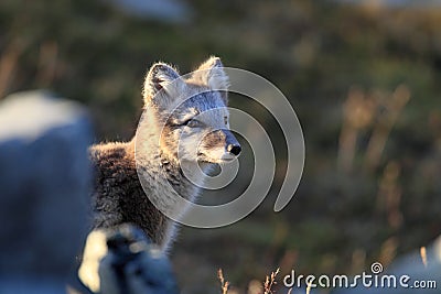 Arctic fox ,white fox , polar fox ,snow fox Vulpes lagopus young foraging in rocky terrain on the tundra in summer, Dovrefjell Stock Photo