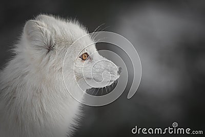 An Arctic Fox in Winter Stock Photo