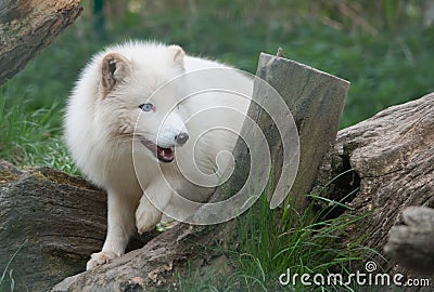 Arctic fox Stock Photo