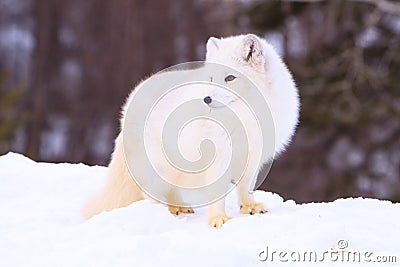 Arctic foxes broadside pose Stock Photo