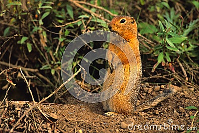 Arctic Ground Squirrel Stock Photo
