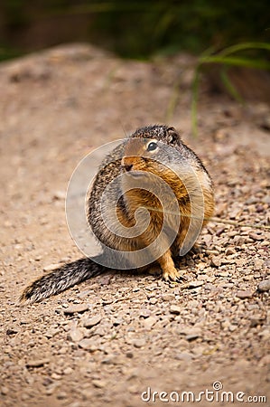 Arctic Ground Squirrel Stock Photo