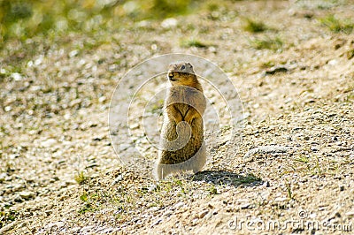 Arctic Ground Squirrel - Alaska Stock Photo