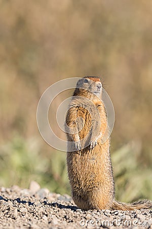 Arctic Ground Squirrel Stock Photo