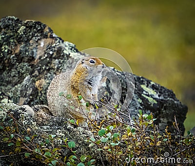 Arctic ground squirrel Stock Photo