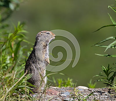 Arctic Ground Squirrel Stock Photo