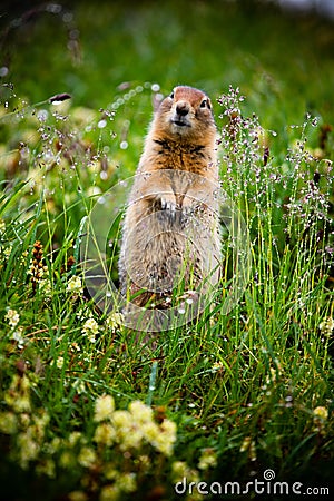 Arctic Ground squirrel Stock Photo