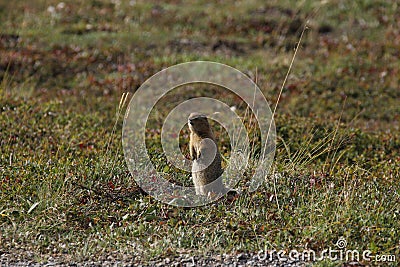 Arctic Ground Squirrel (Urocitellus parryii) Stock Photo