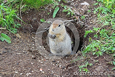 Arctic ground squirrel Urocitellus parryii stands by his mink Stock Photo