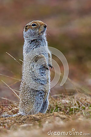 Arctic Ground Squirrel Stock Photo