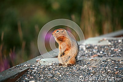 Arctic ground squirrels Stock Photo