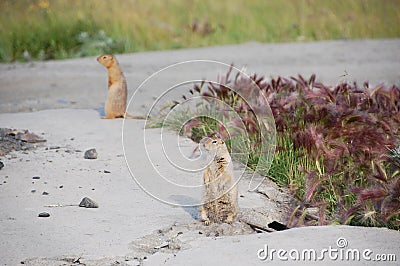 Arctic ground squirrels at roadside Stock Photo